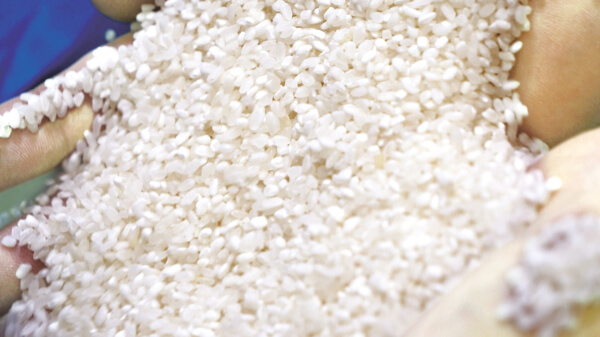 原料となる非食用米